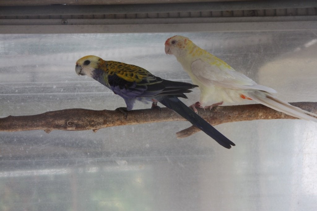 rosellas, Animaux & Accessoires, Plusieurs animaux, Perruche, Bagué