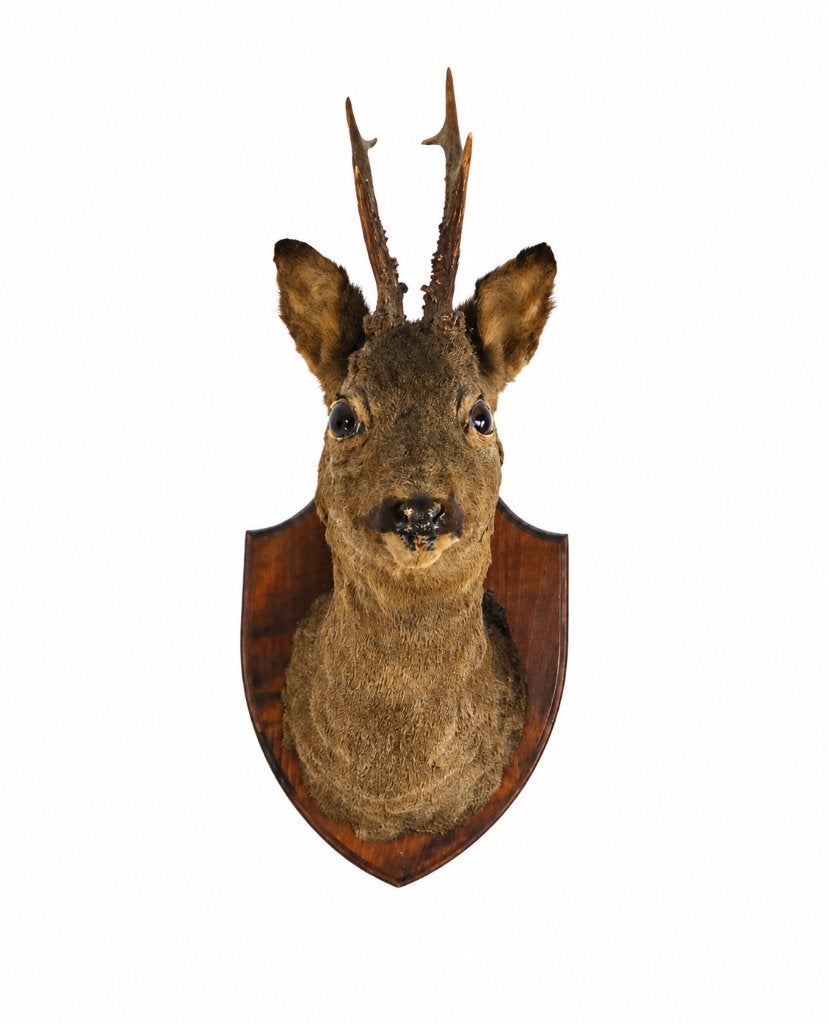 Oude opgezette reeënkop - Taxidermie reebok, Collections, Collections Animaux, Enlèvement, Utilisé, Cerf