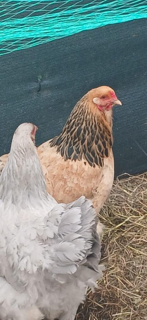 Prachtige raszuivere Brahma’s te koop, Dieren en Toebehoren, Pluimvee, Meerdere dieren, Kip