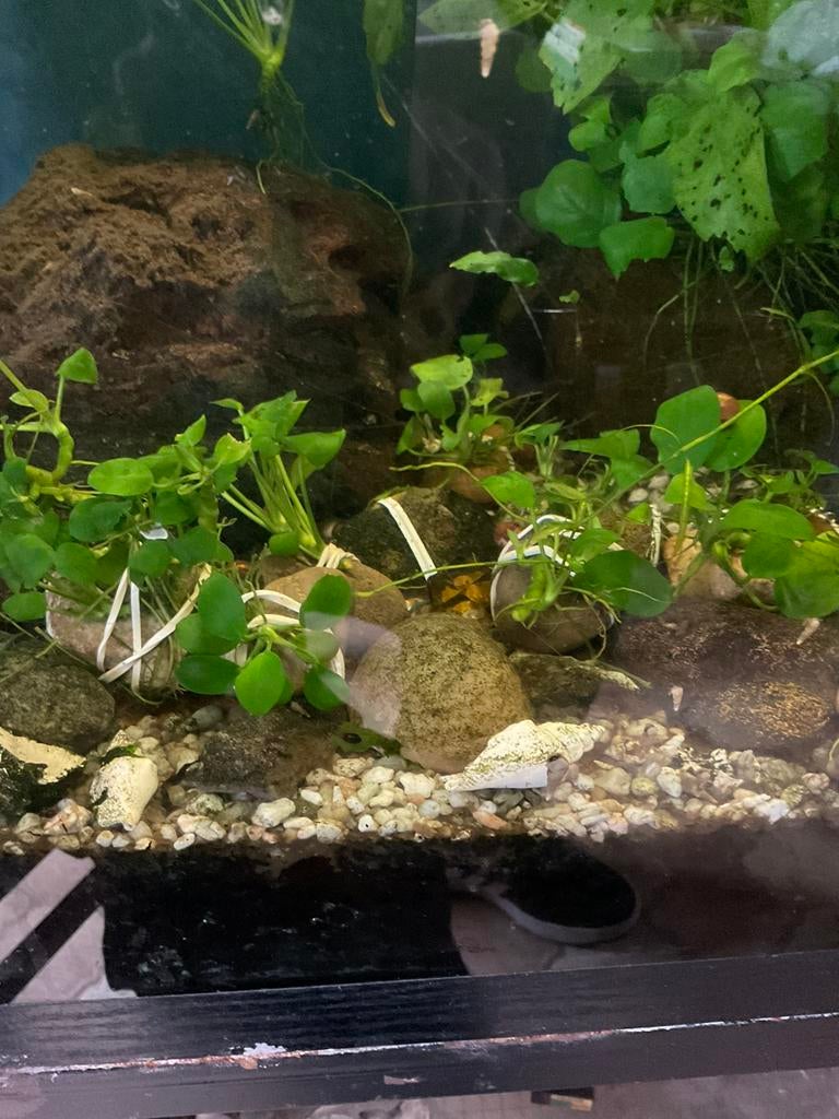 Aquarium planten, Ophalen