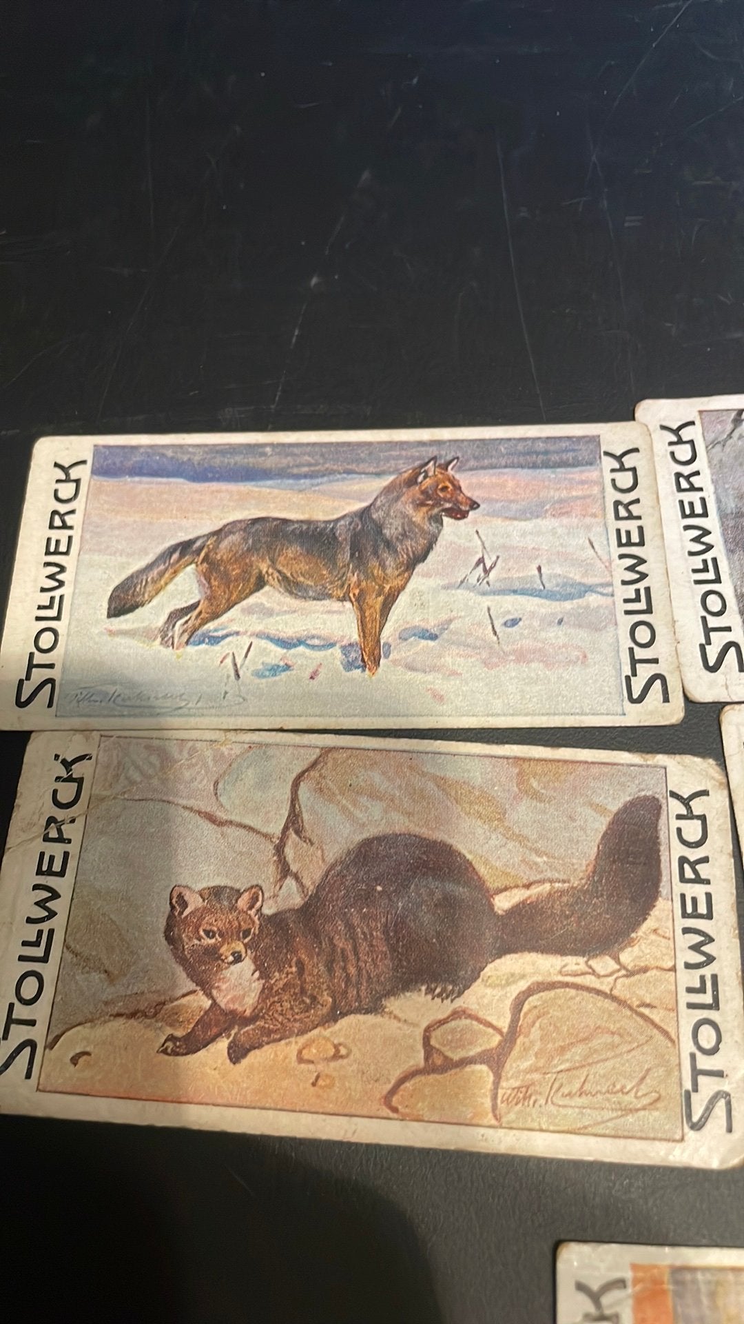 Stollwerck chromo groep 9(x3a), Verzamelen, Gebruikt, Ophalen of Verzenden, 1940 tot 1960, Dier
