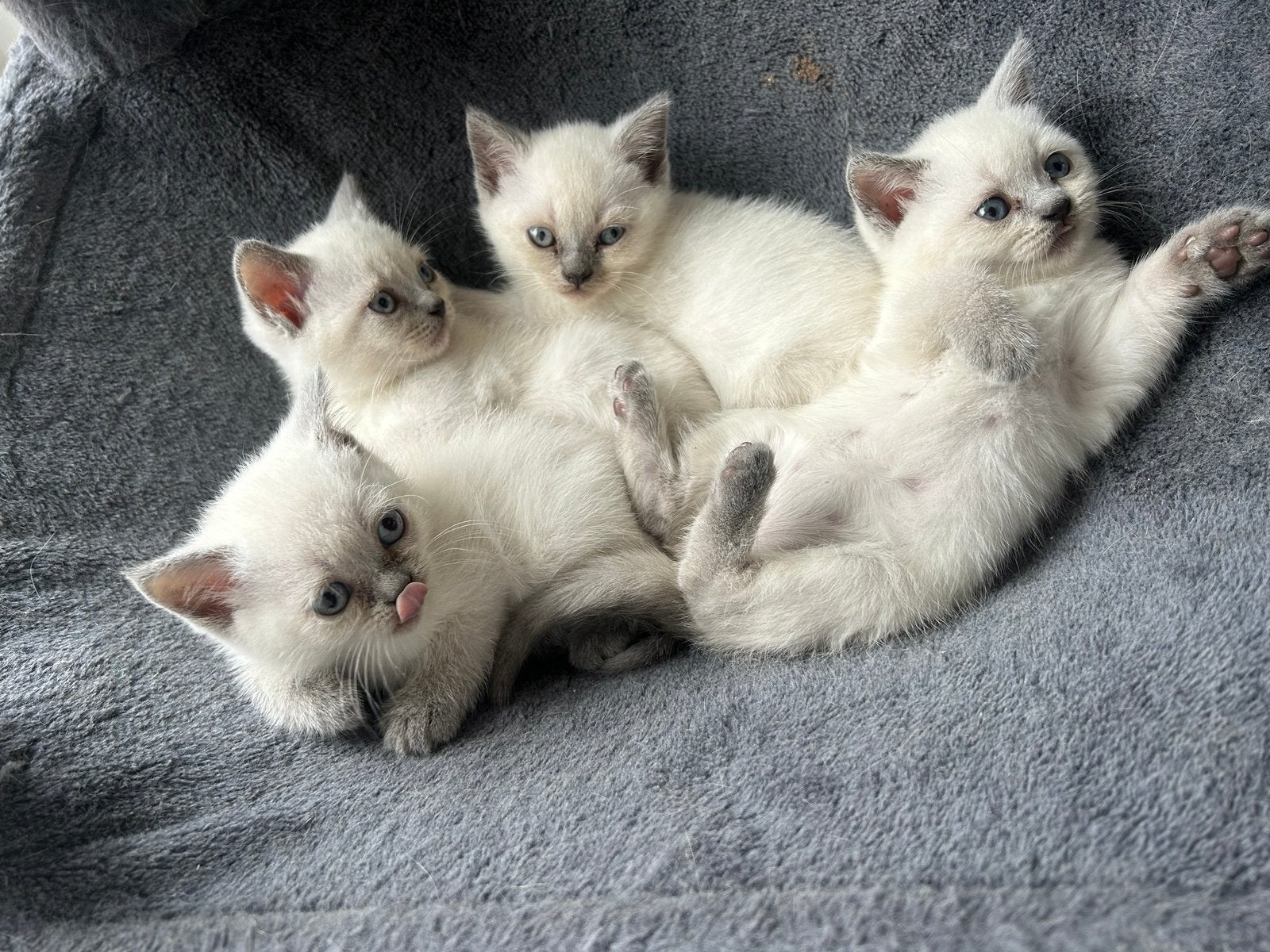 Britse Korthaar Blue Point kittens, Meerdere dieren, 0 tot 2 jaar