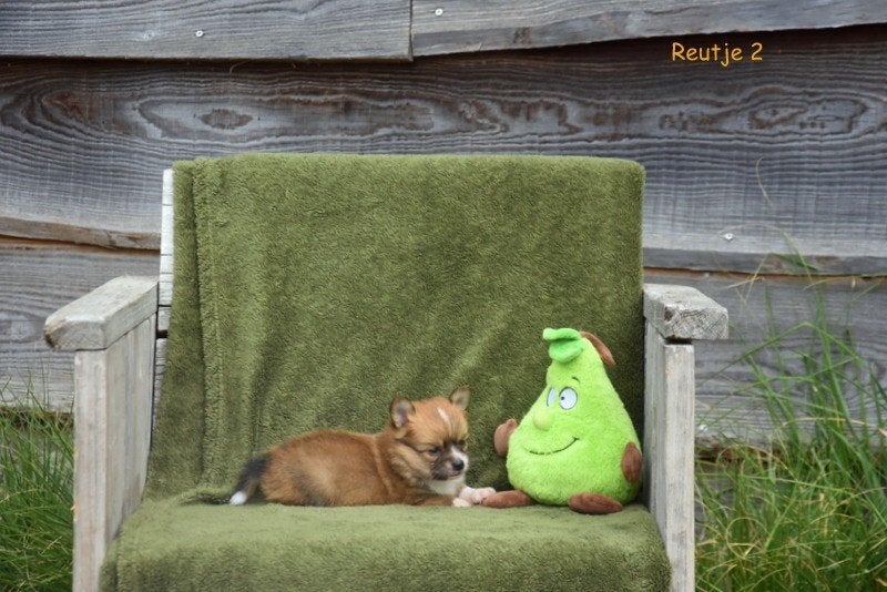 Prachtige Pomchi pupjes, Dieren en Toebehoren, Parvo, België, 8 tot 15 weken, Meerdere