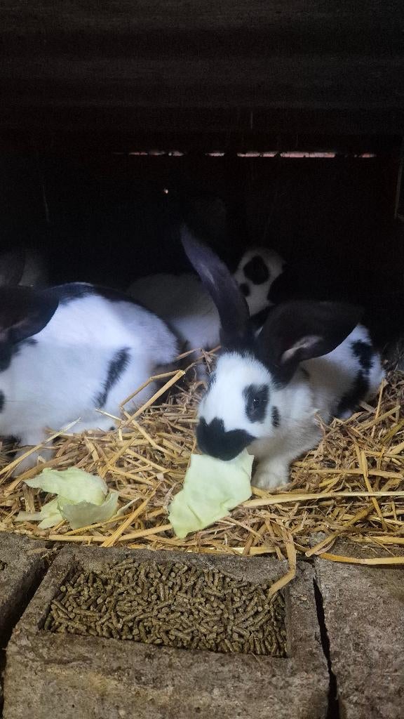 Reuzevlinders, Dieren en Toebehoren, Konijnen, Meerdere dieren, Groot, 0 tot 2 jaar