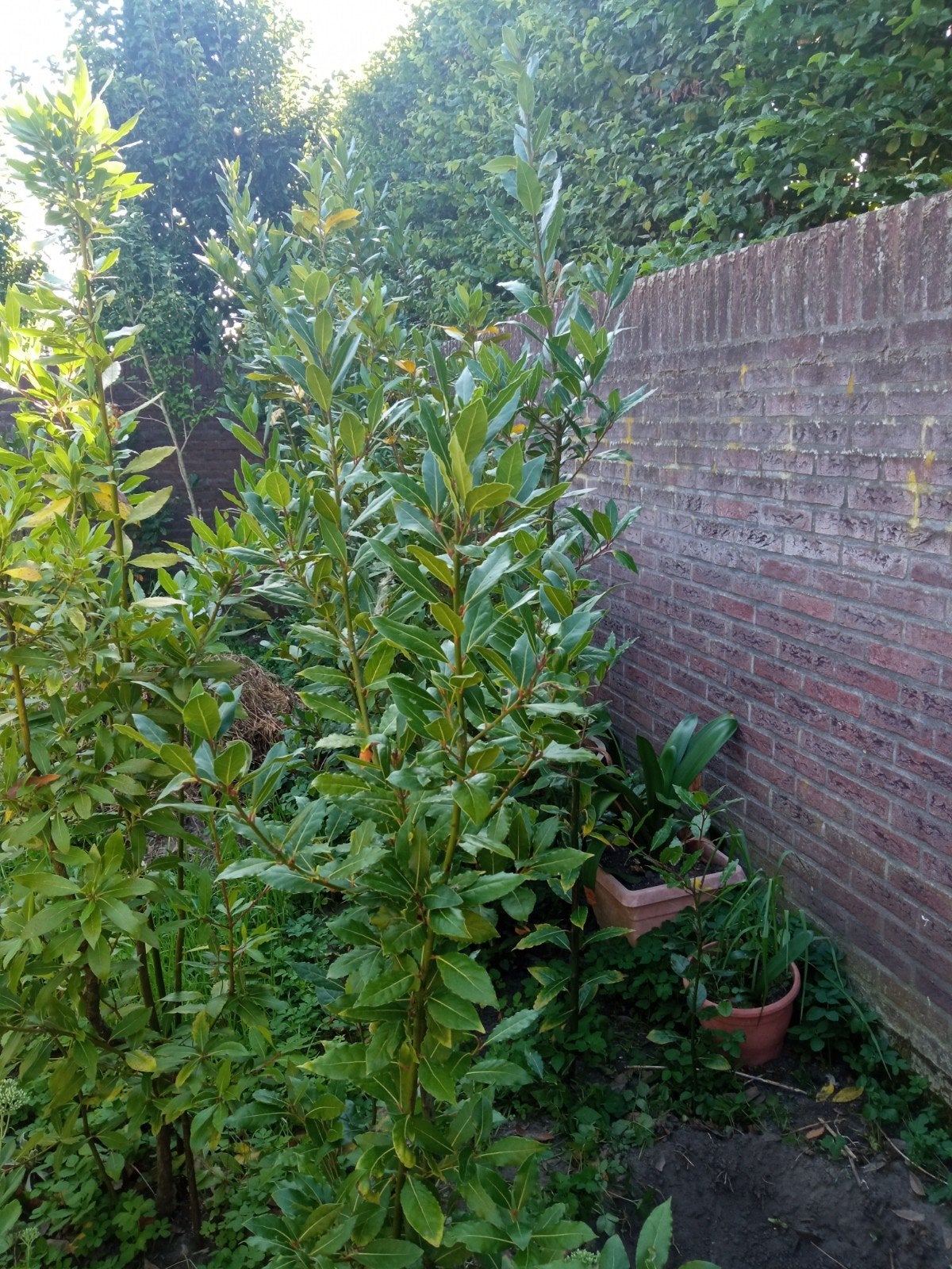 laurier keukenkruiden variant bol,struik max 20€, Tuin en Terras, Planten | Struiken en Hagen, Ophalen, Laurier, Struik
