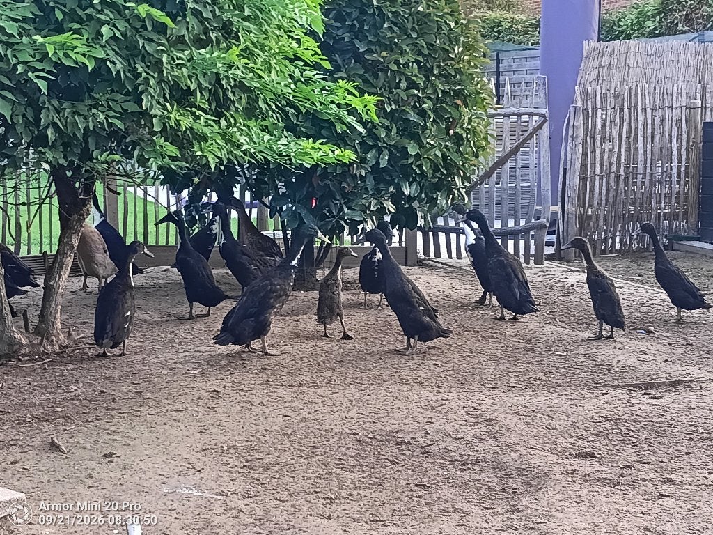 Indische loopeenden, Plusieurs animaux, Canard