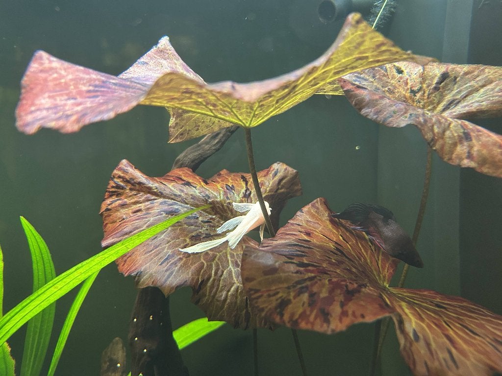 Snow white longfin ancistrus, Poisson, Poisson d'eau douce