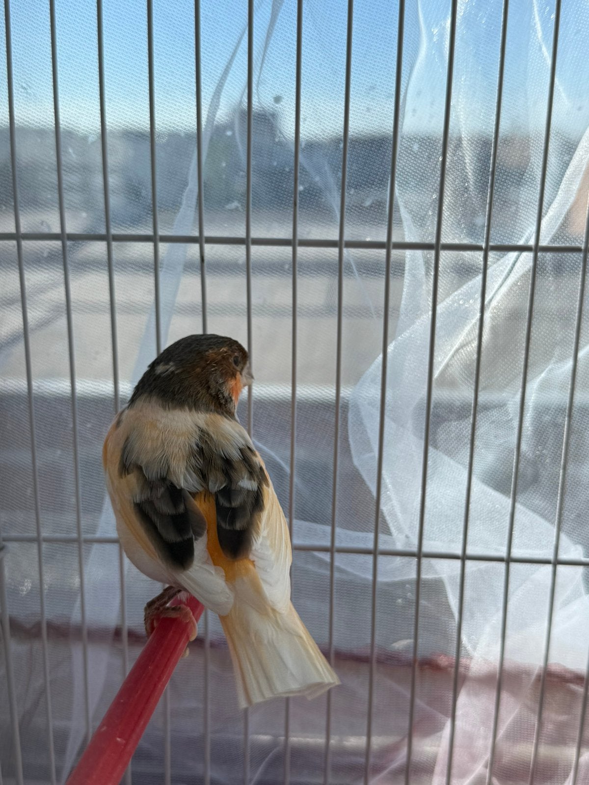 Canari arlequin mâle, Animaux & Accessoires, Mâle