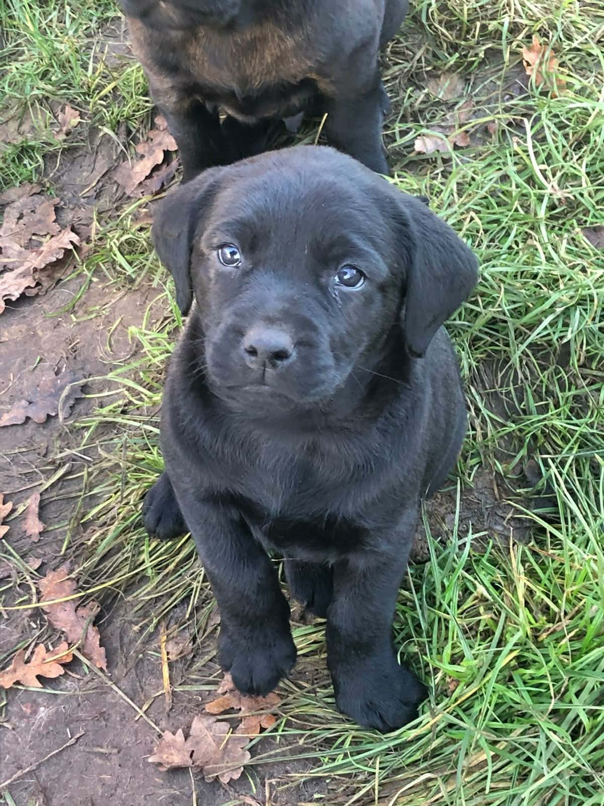 labradorpups op de boerderij, Dieren en Toebehoren, België, Fokker | Hobbymatig, 8 tot 15 weken, Labrador retriever