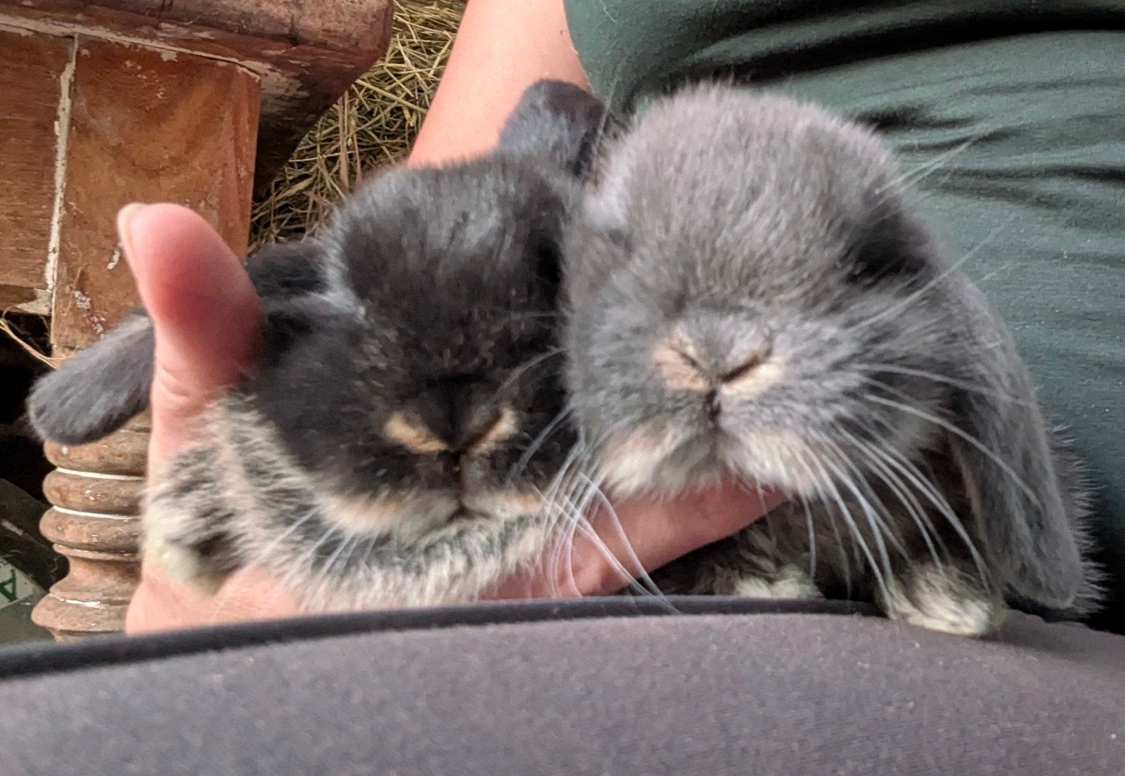 Hangoor konijntjes, Dieren en Toebehoren, Konijnen, Klein, Meerdere dieren, 0 tot 2 jaar, Hangoor