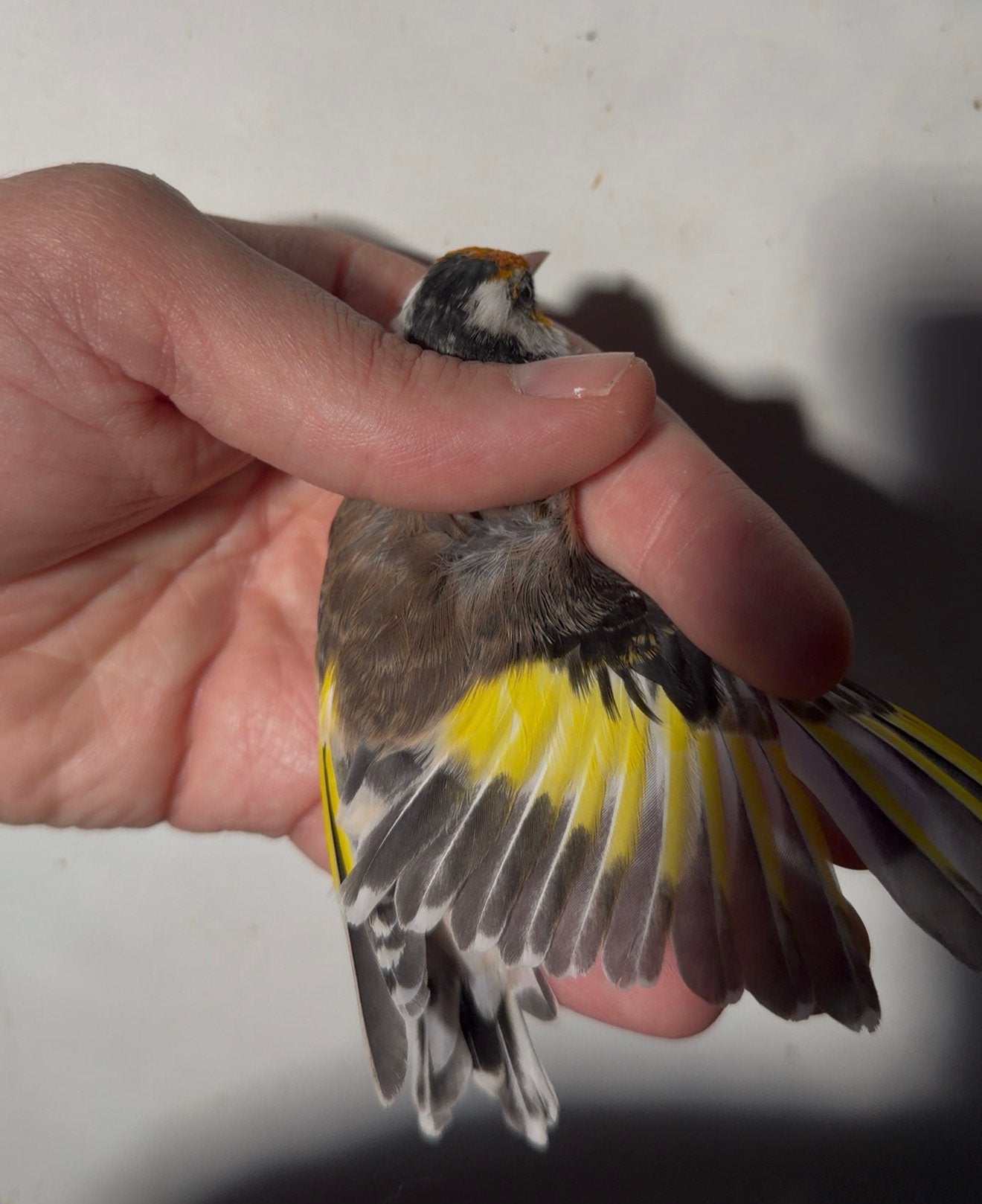 Parva putters, Mannelijk, Wildzangvogel, Geringd