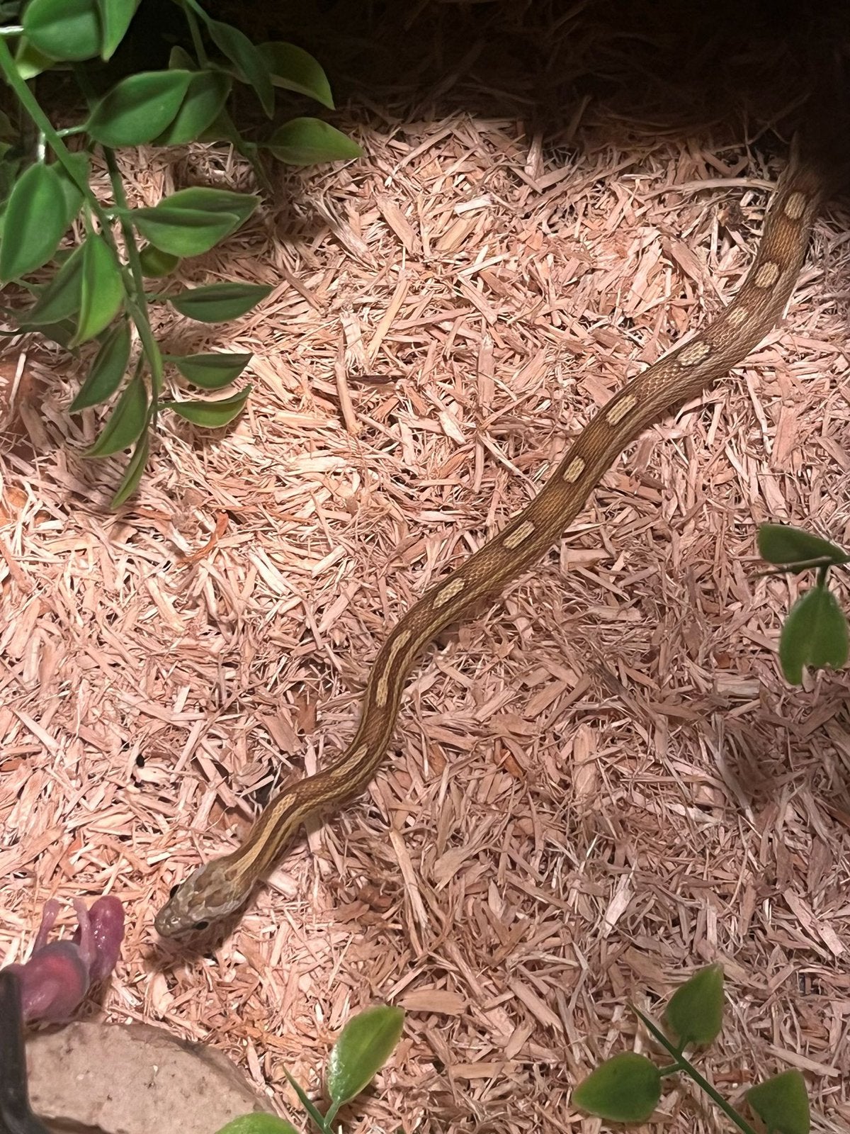Caramel motley rattenslang, Dieren en Toebehoren, Reptielen en Amfibieën, Slang, Met terrarium