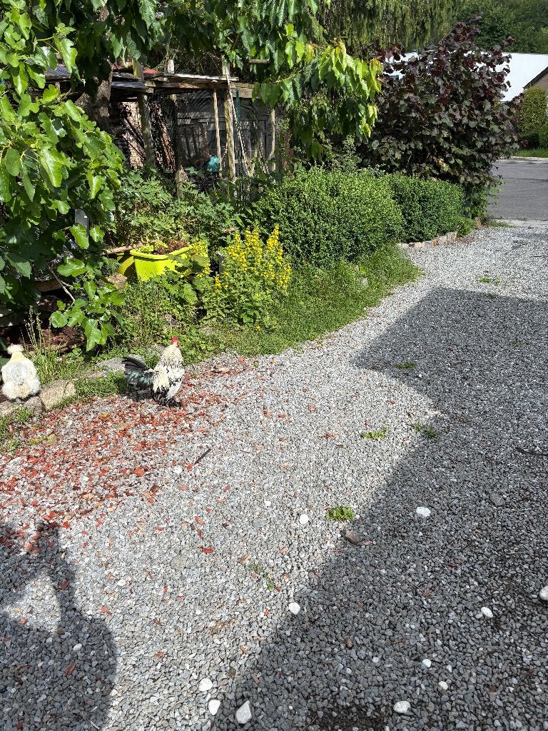 Coq à donner, Mâle, Poule ou poulet