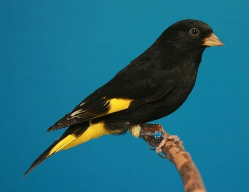 Zwarte sijs pop, Dieren en Toebehoren, Vrouwelijk, Geringd