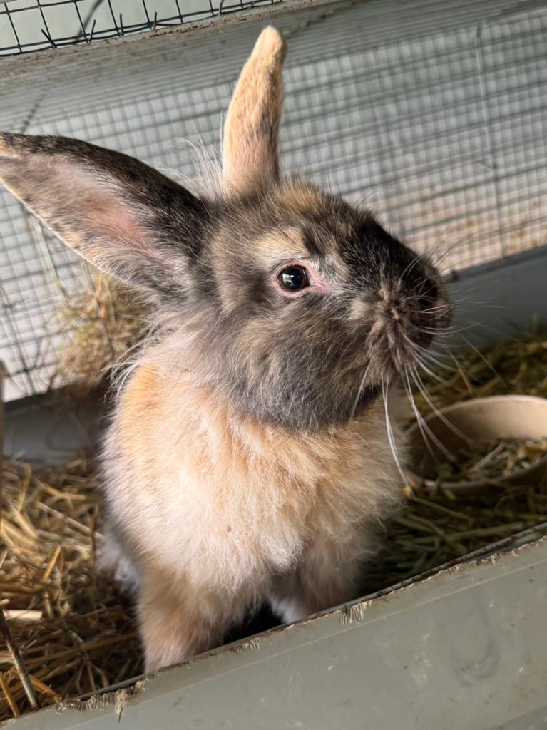 Leeuwekop x dwergkonijn, Dieren en Toebehoren