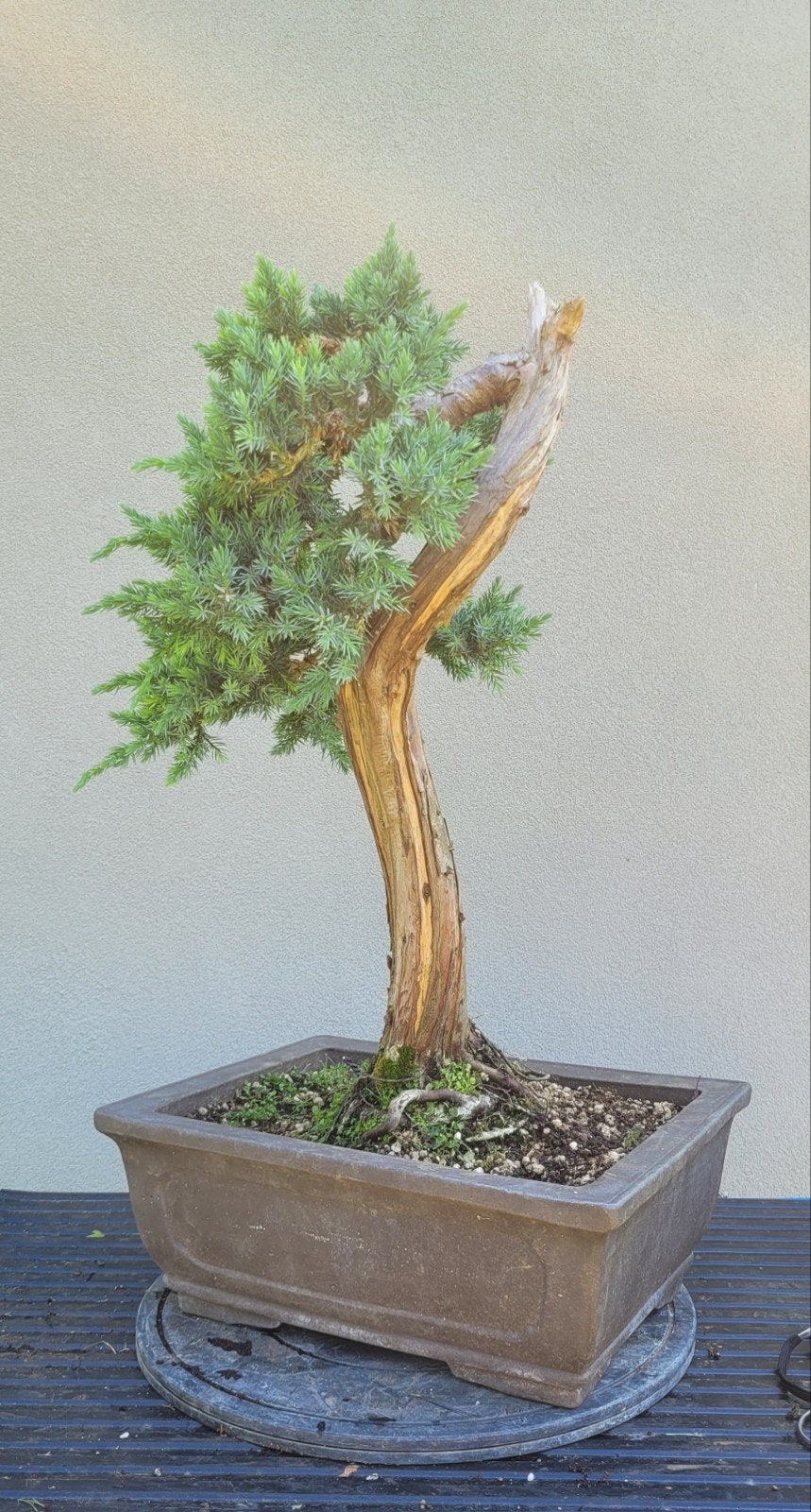 Juniperus squamata bonsai, Tuin en Terras, Ophalen