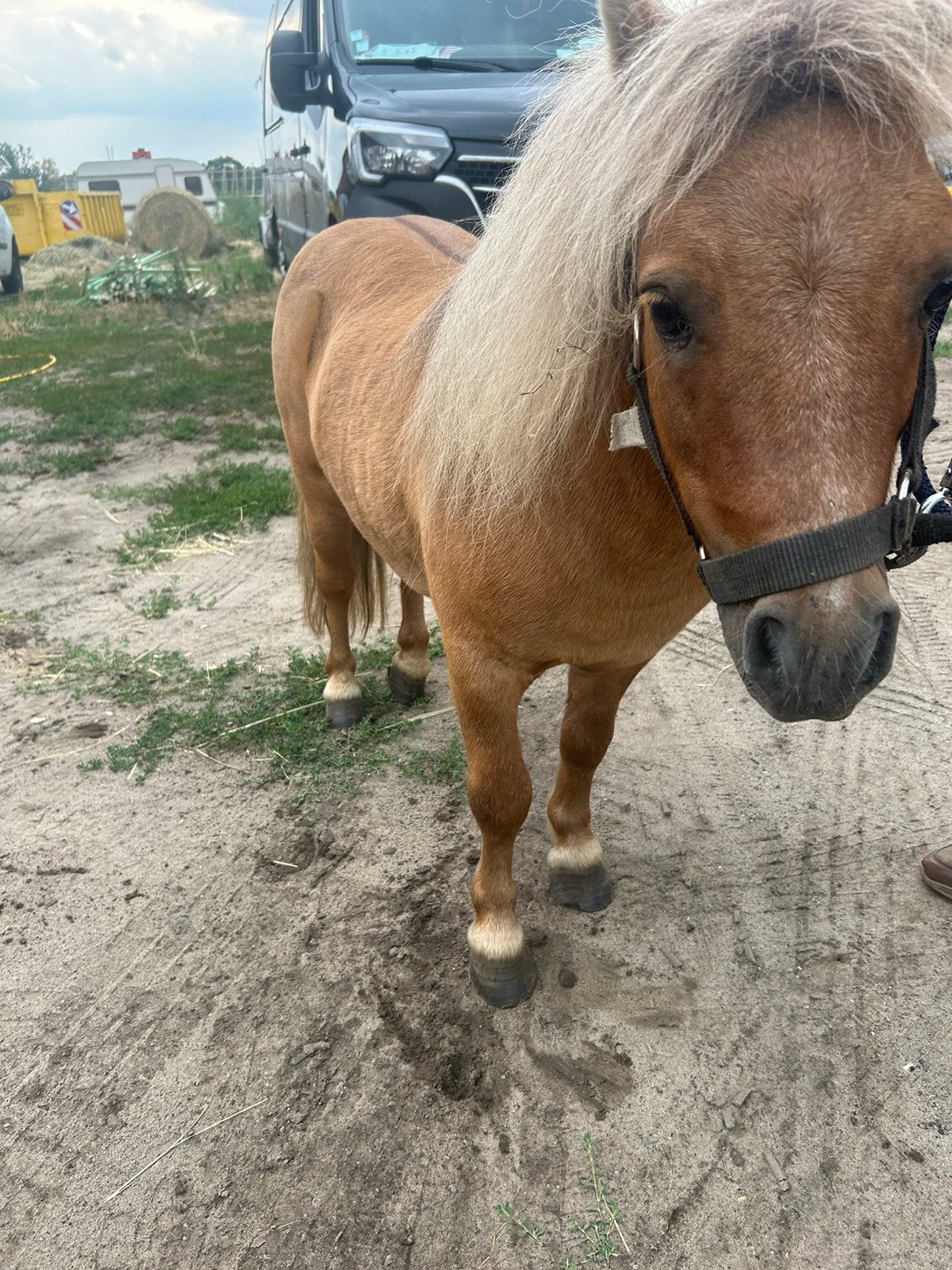 Brave shetlander hengst te koop, Dieren en Toebehoren, Hengst