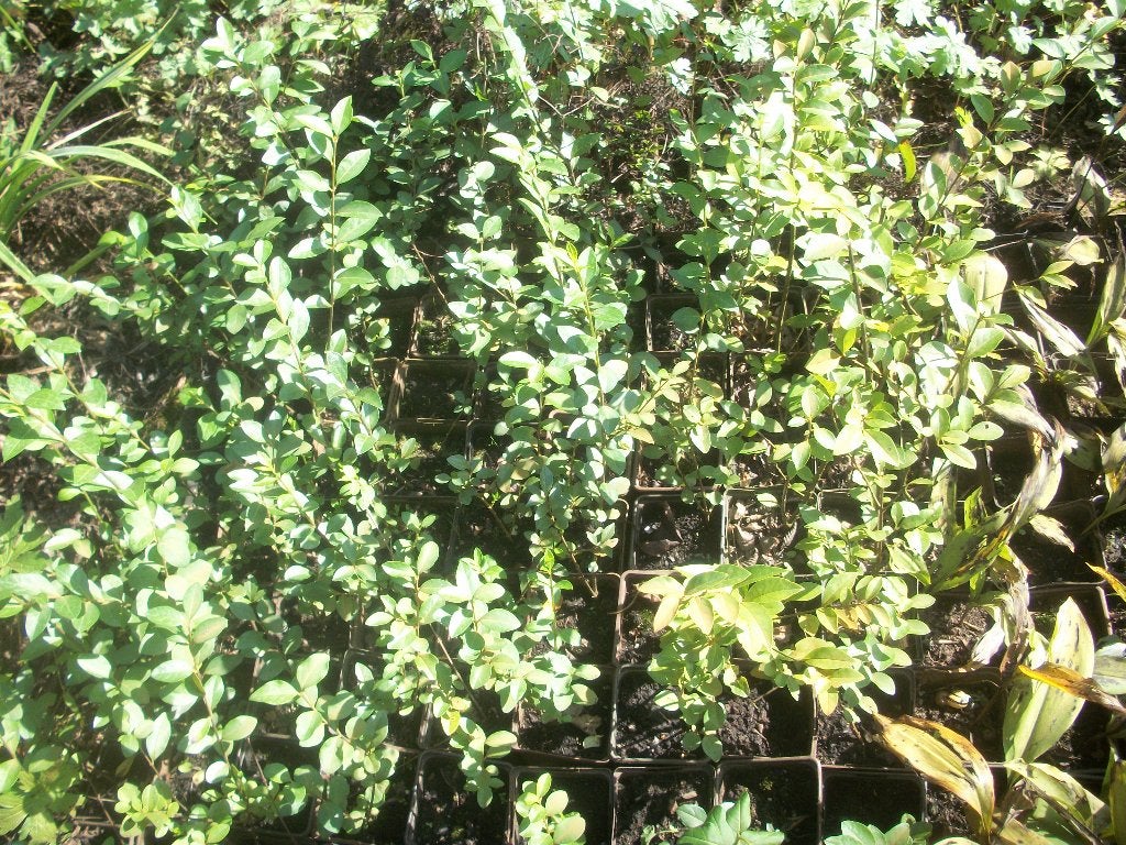 Liguster planten in pot gekweekt, Jardin & Terrasse, Enlèvement, Troène, Haie, Moins de 100 cm
