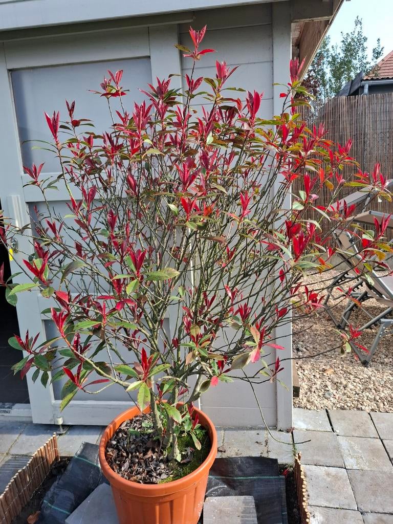 2 grote planten, Enlèvement