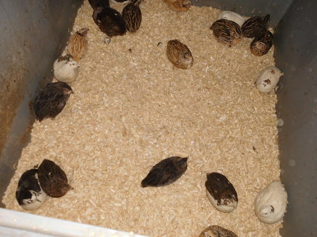 japanse kwartels, Dieren en Toebehoren