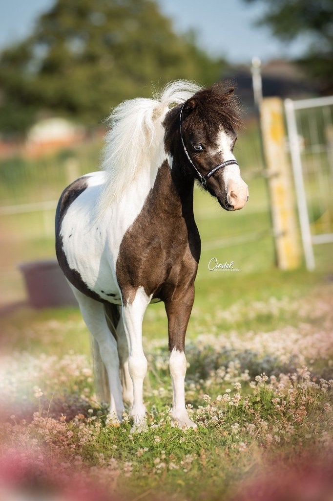 AMHA / NMPRS veulentjes, minipaardjes hengstjes en merrie's, Dieren en Toebehoren, Hengst, Recreatiepony, Met stamboom, 0 tot 2 jaar