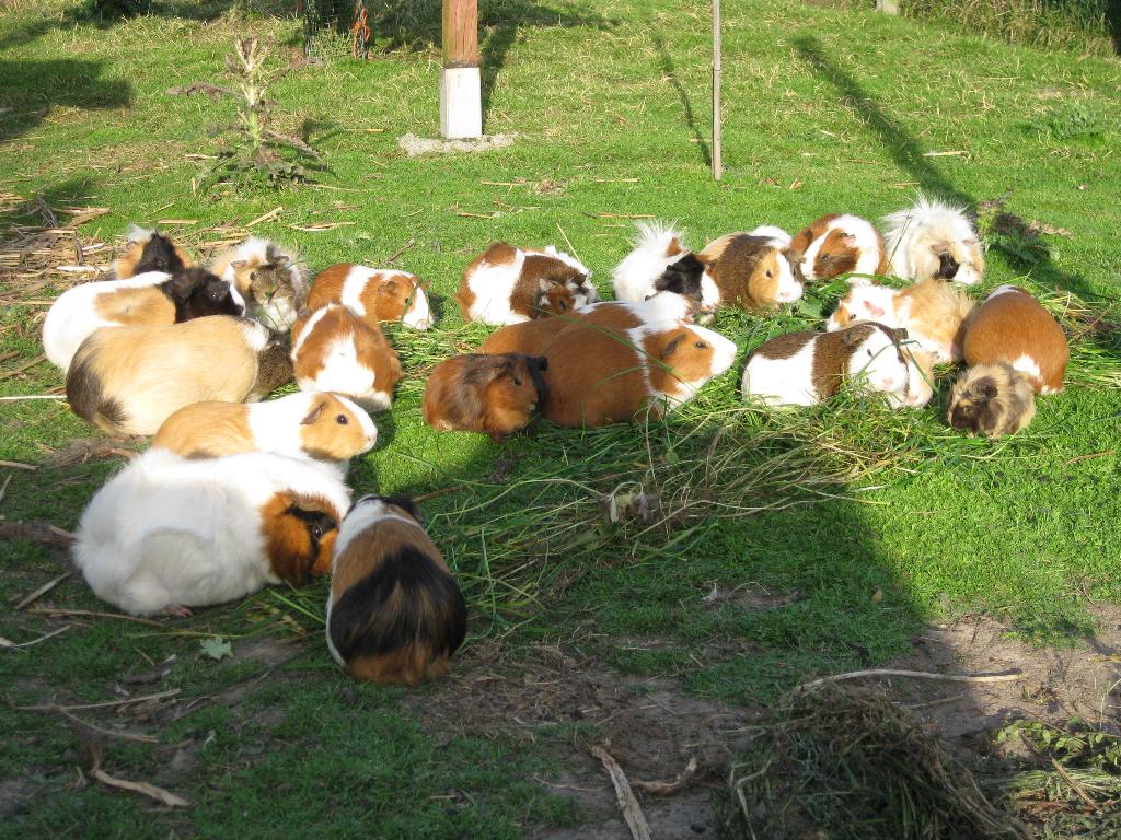 cavia  jonge, Dieren en Toebehoren, Knaagdieren, Meerdere dieren, Cavia, April, Tam