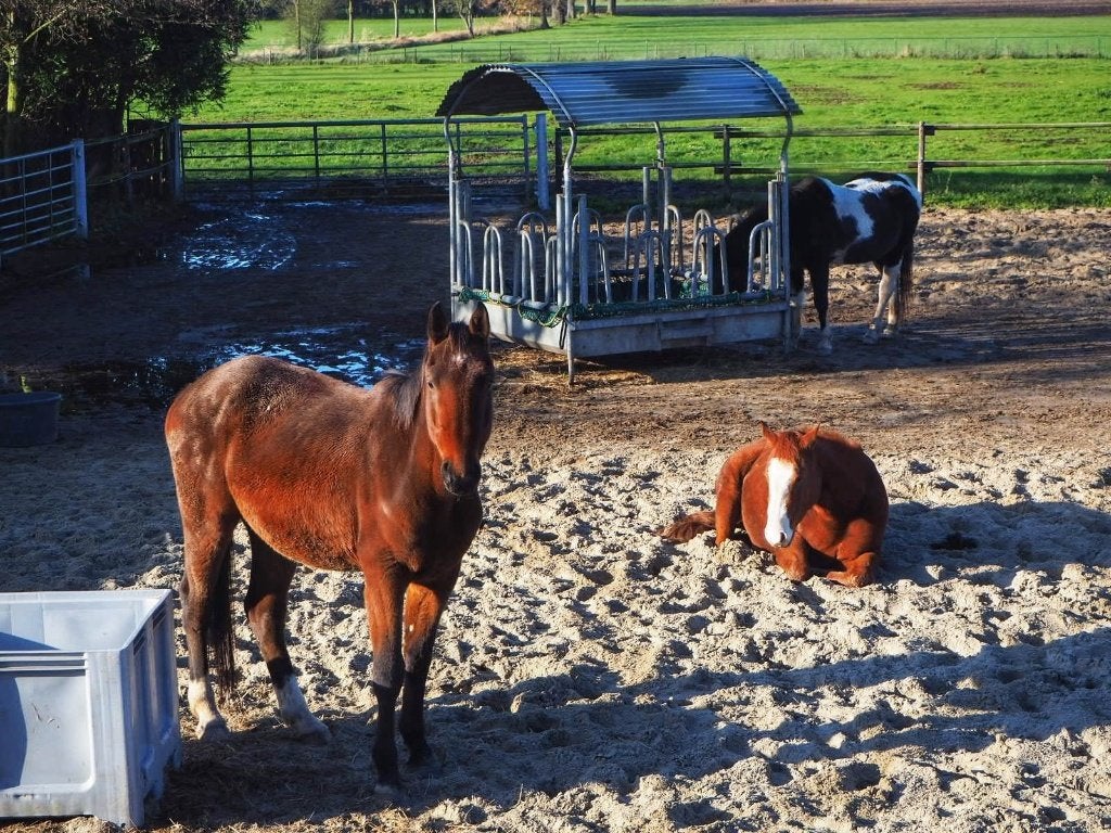 paardenpension te Brecht, Stalling