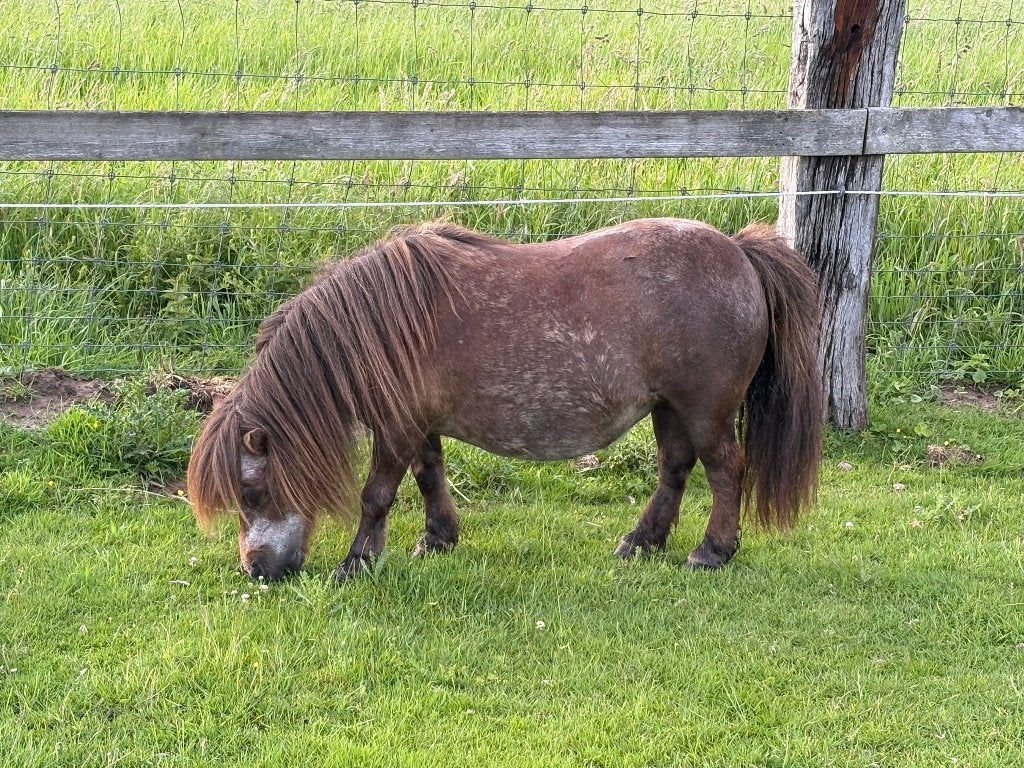 Shetland mini merrie pony te koop, Merrie, Met stamboom, Niet van toepassing, A pony (tot 1.17m)