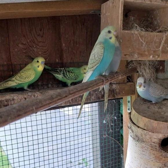 Jonge grasparkieten 2026, mannen, Dieren en Toebehoren, Vogels | Parkieten en Papegaaien
