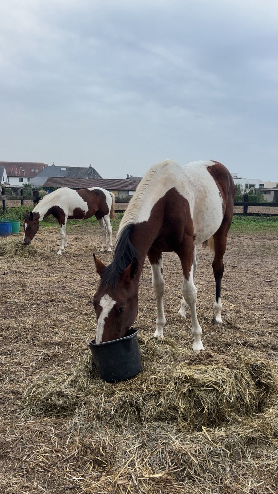 Mooie bonte merrie, Dieren en Toebehoren, 0 tot 2 jaar, 170 tot 175 cm, Onbeleerd, Recreatiepaard