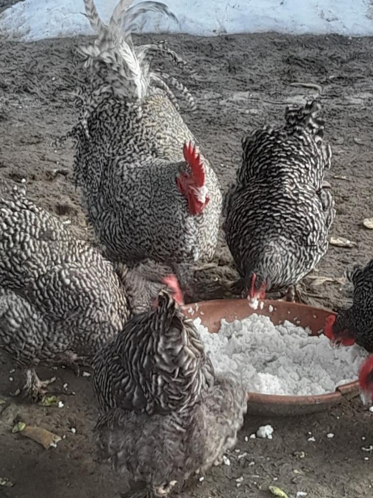 Foktoom Mechelse koekoek, Dieren en Toebehoren