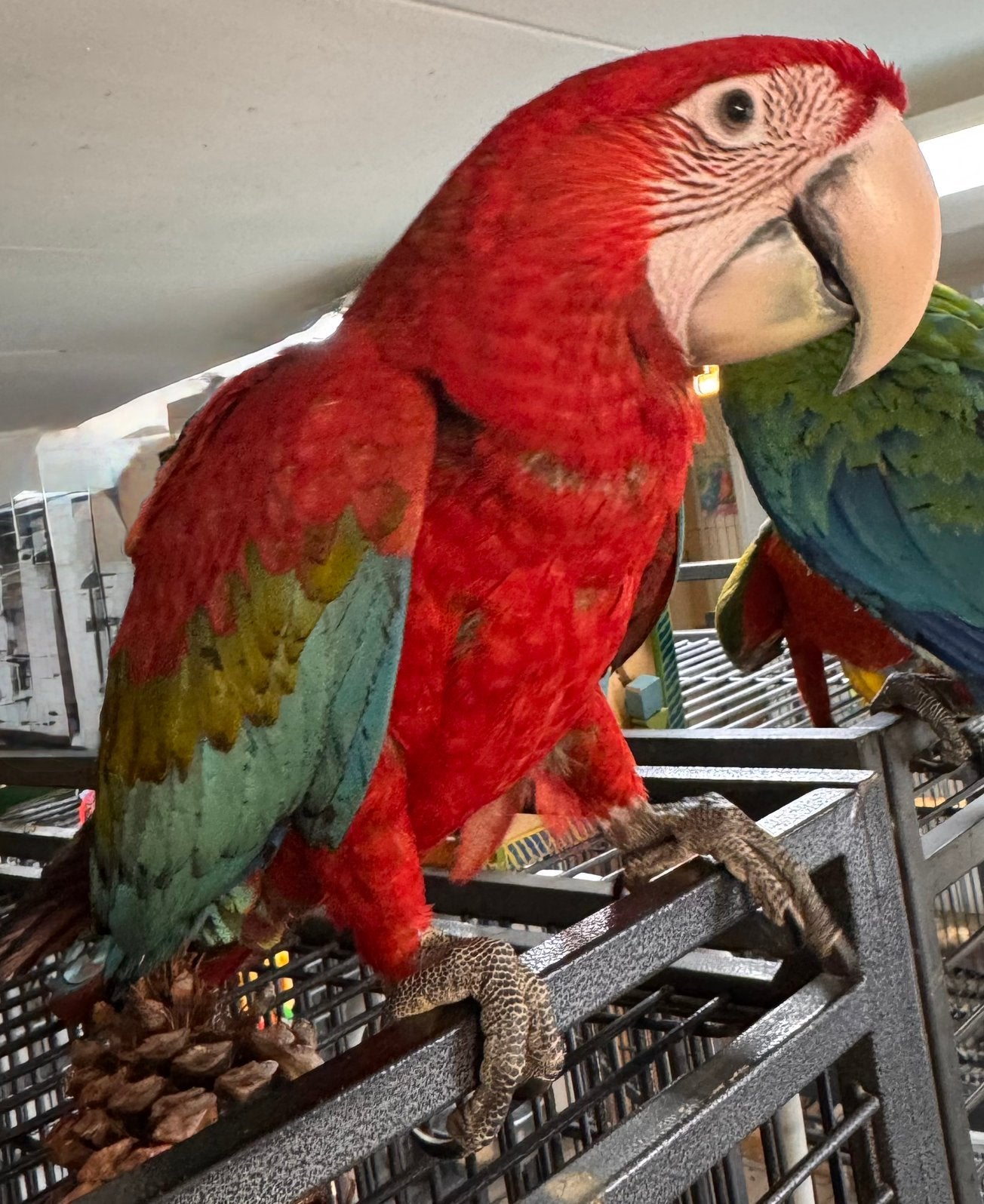 Jeune ara à ailes vertes, Animaux & Accessoires, Femelle, Perroquet, Parleur