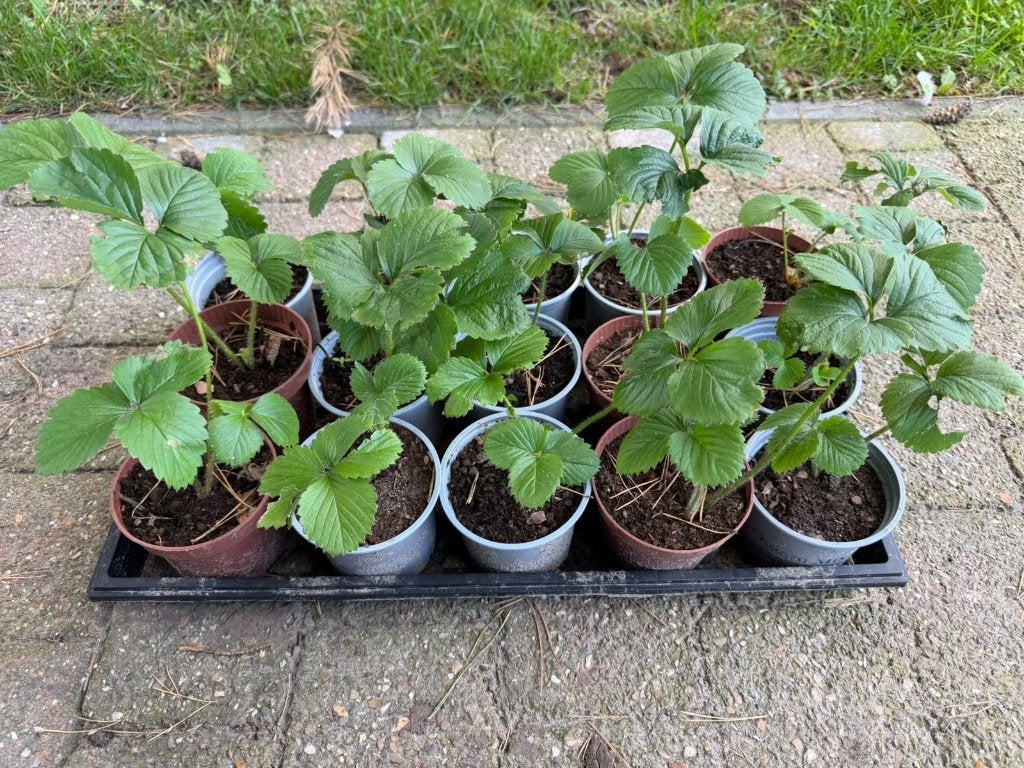Aarbeidenplantjes type Corona, Tuin en Terras, Ophalen, Tweejarig, Halfschaduw, Fruitplanten