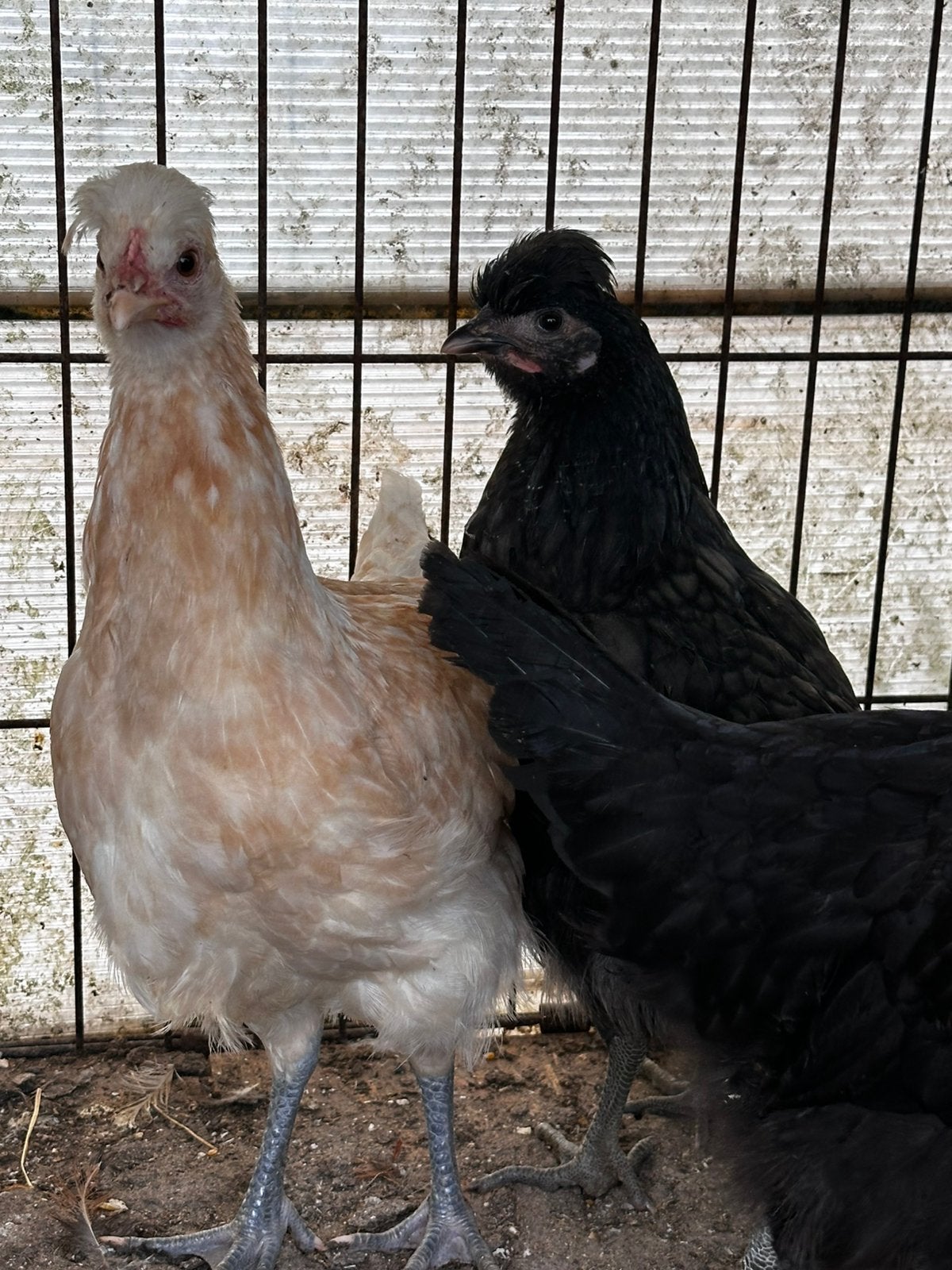 3 jonge hennen, Dieren en Toebehoren, Pluimvee, Vrouwelijk, Kip