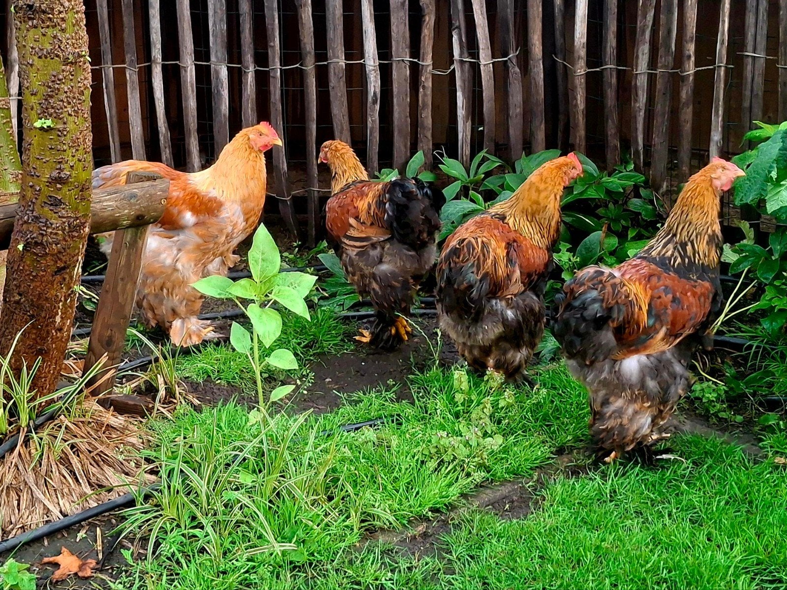 Cochin groothoen goudpatrijs hanen, Dieren en Toebehoren
