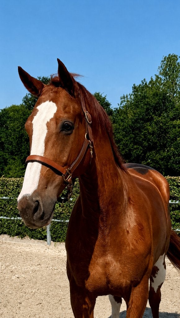 Napoleon – ervaren en betrouwbare ruin (13 jaar), Dieren en Toebehoren, Met stamboom, Ruin, M, 170 tot 175 cm