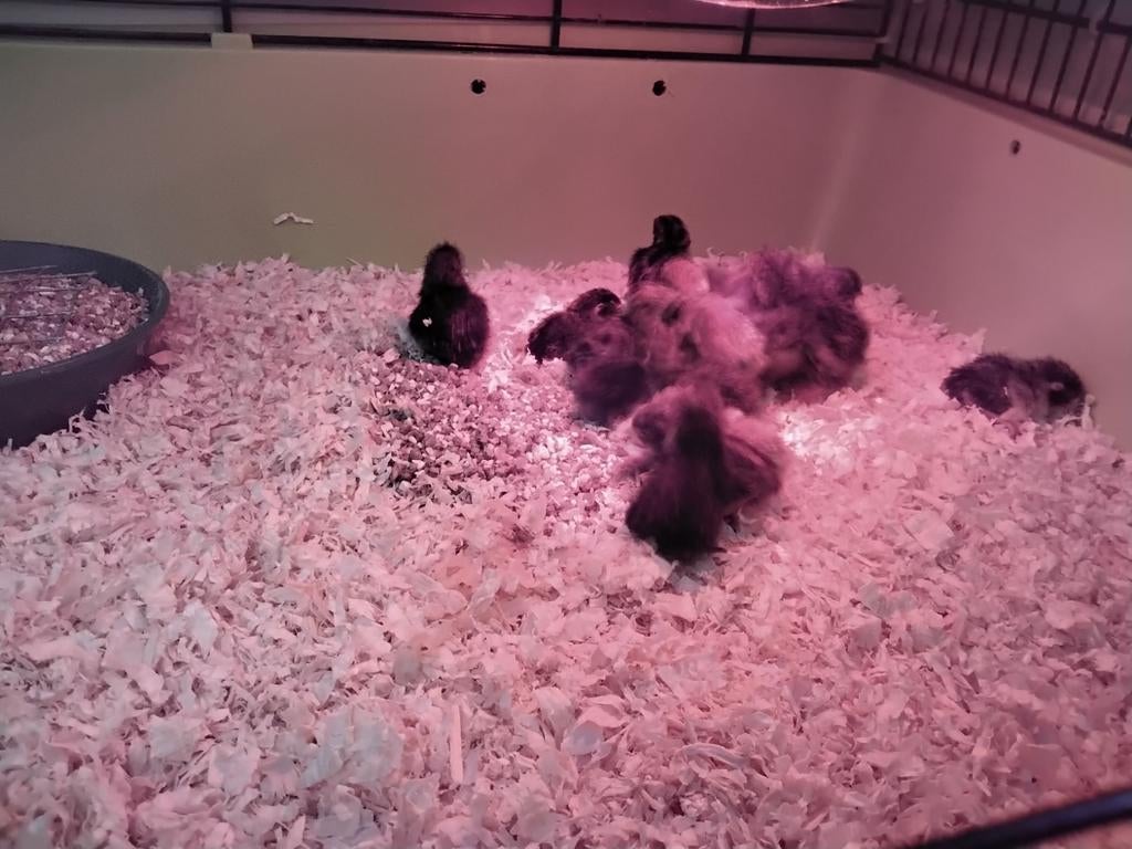 Chinese Dwergkwartels 5 dagen oud., Dieren en Toebehoren