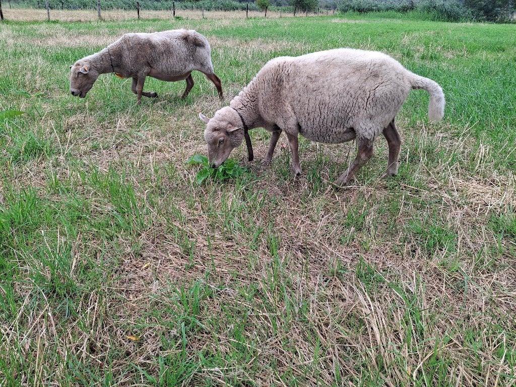 Brebis affectueuse, Animaux & Accessoires, Moutons, Chèvres & Cochons, Femelle, Mouton, 3 à 5 ans