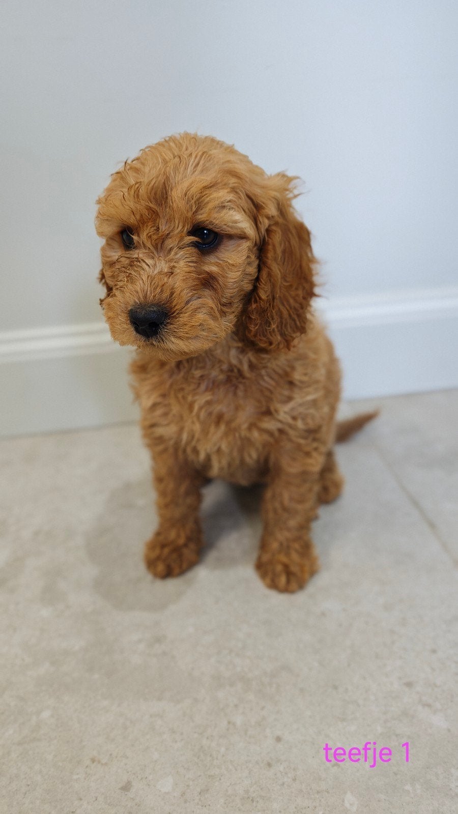 Labradoodle pups abrikoos met stamboom, Animaux & Accessoires, Chiens | Retrievers, Épagneuls & Chiens d'eau, Plusieurs animaux
