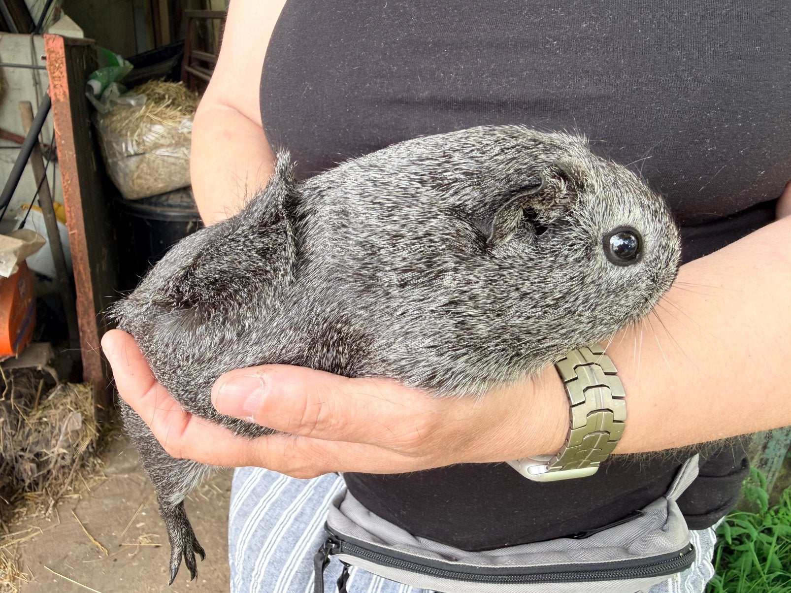Gladhaar zilveragouti zeugje, Animaux & Accessoires, Rongeurs, Mars, Femelle