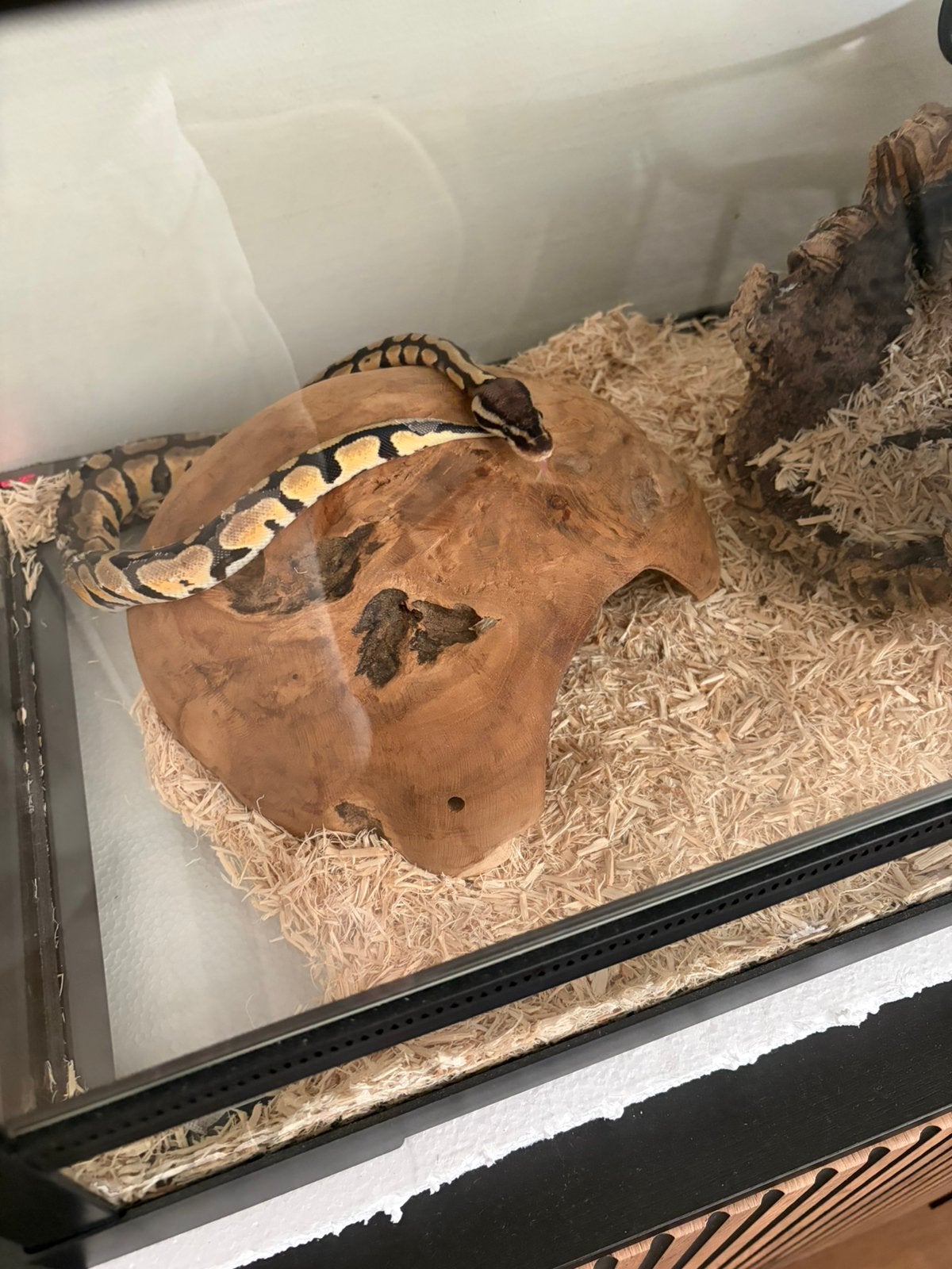 Koningspython te koop Ball Python - unknown for sale from dina