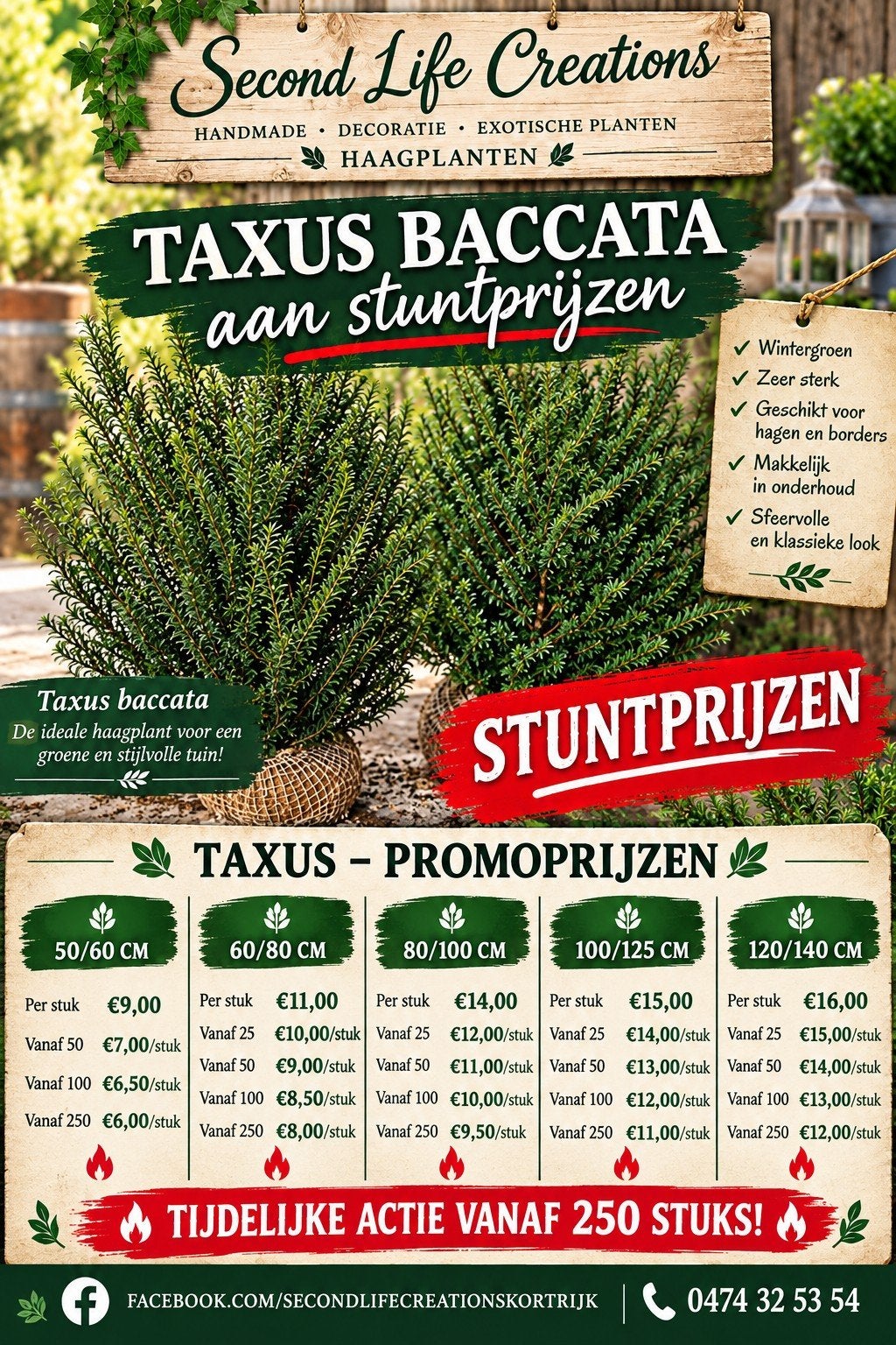 ‼️taxus baccata aan promoprijzen ‼️, Tuin en Terras, Ophalen, Taxus