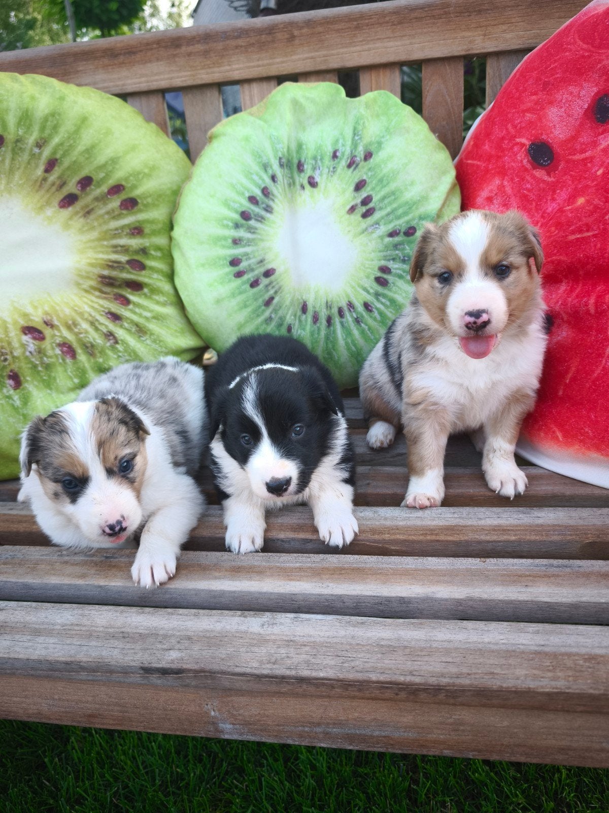 Lieve Border Collie pups., Animaux & Accessoires, Chiens | Bergers & Bouviers, Plusieurs animaux, Colley, Éleveur | Loisir, Plusieurs