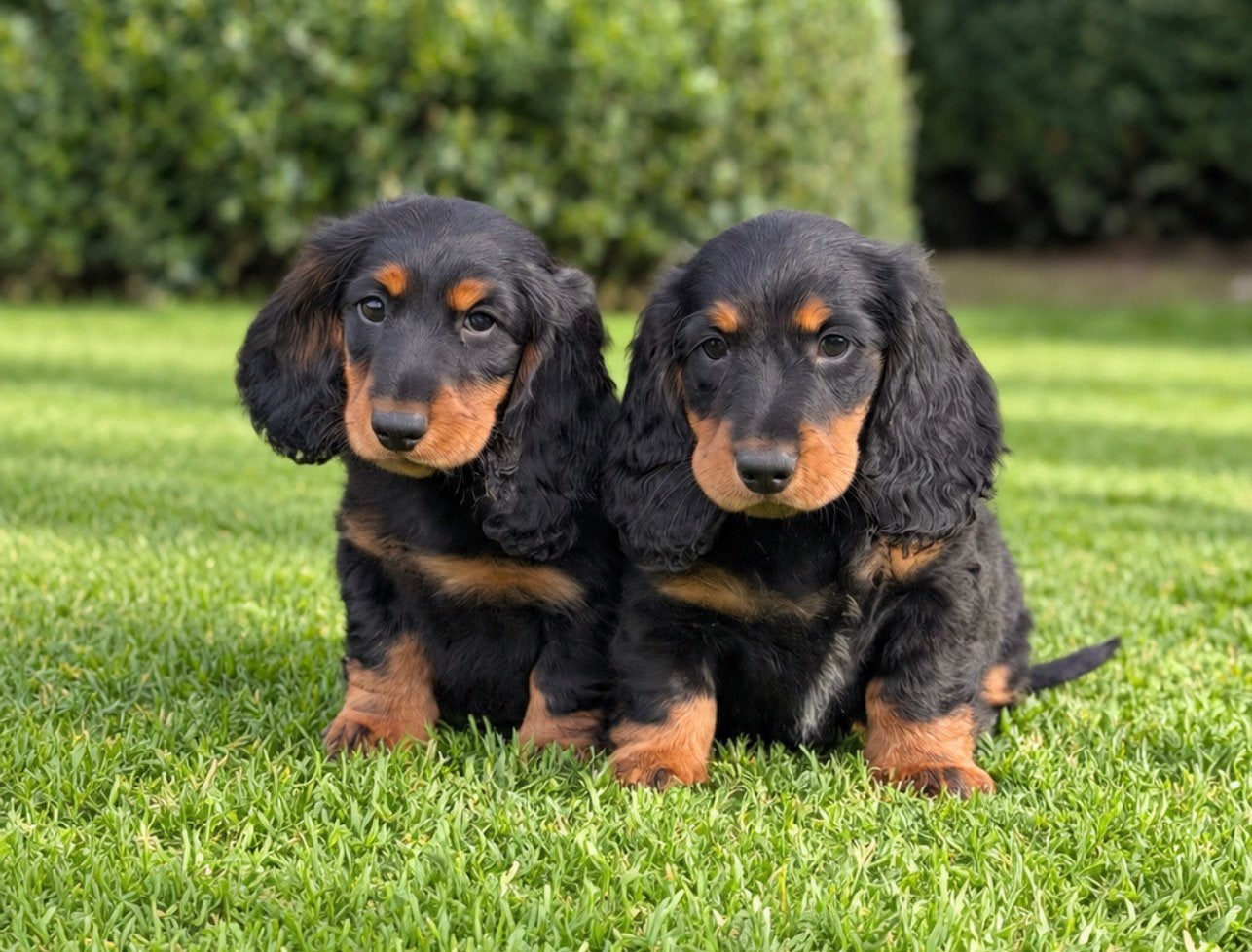 Teckelpups langhaar met FCI stamboom, Dieren en Toebehoren, België, Standaard, Fokker | Hobbymatig, Reu