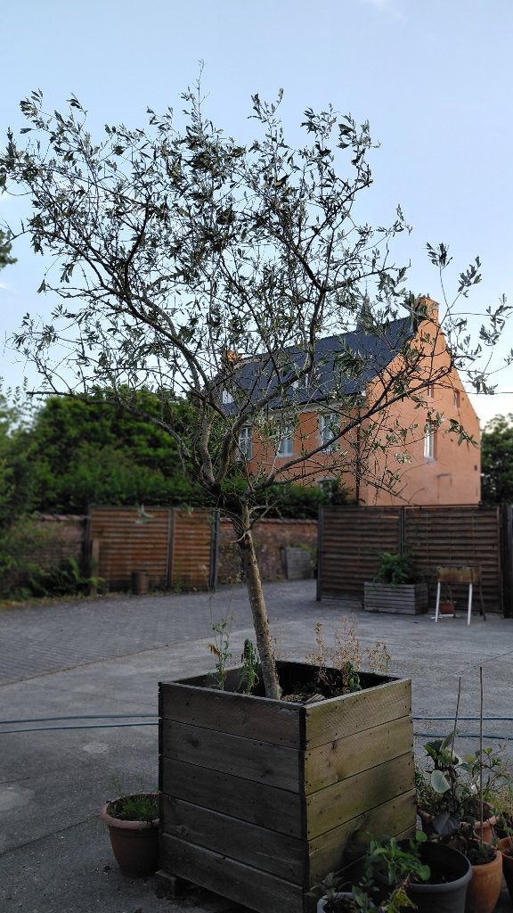 Olijfboom Olea europaea, Ophalen, Volle zon, Olijfboom, 250 tot 400 cm