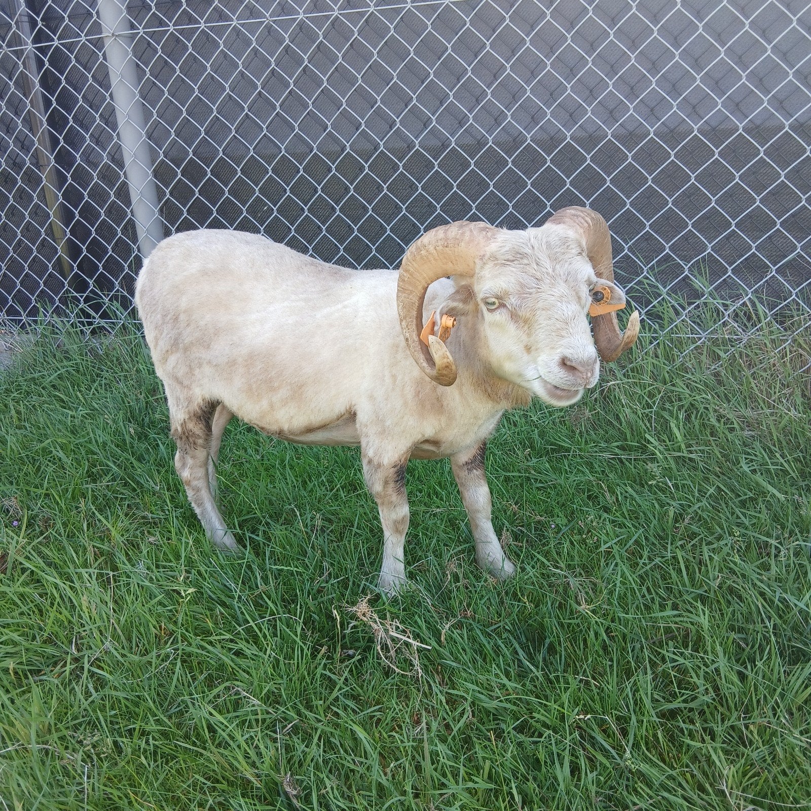 Mooie oussant Ram 1jaar
