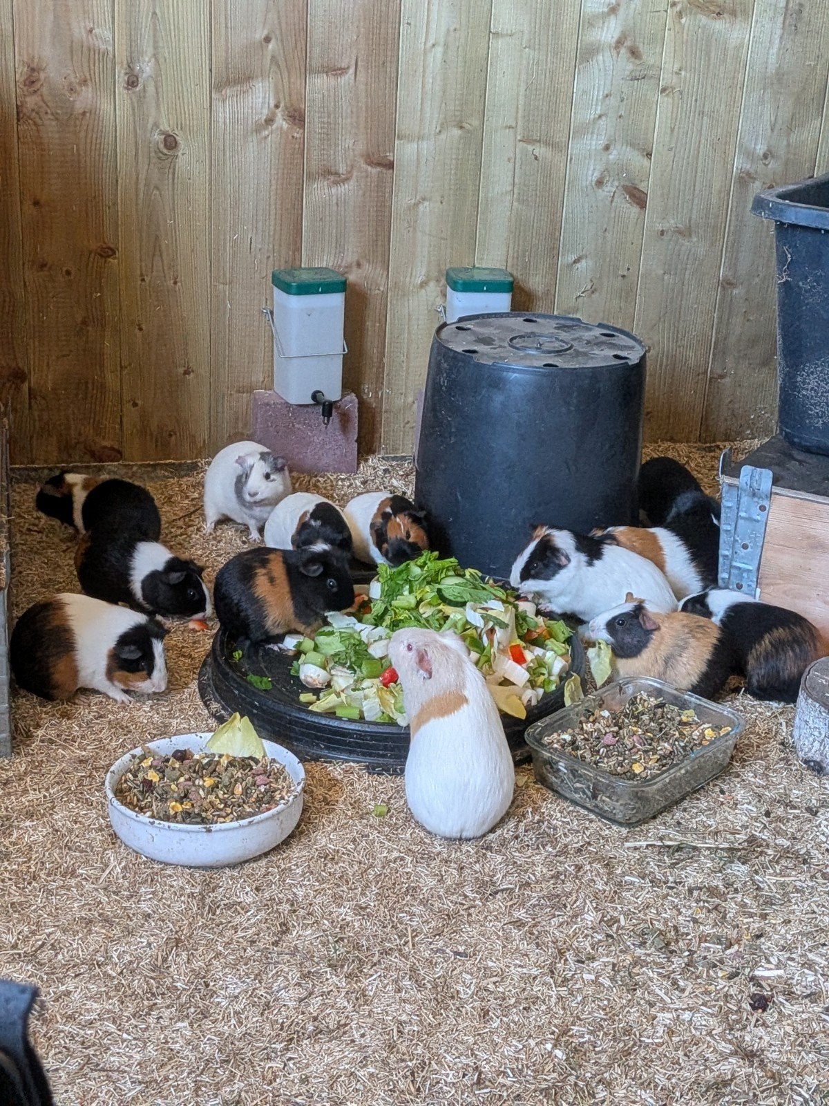 2 jonge cavia's, Dieren en Toebehoren, Mei, Cavia