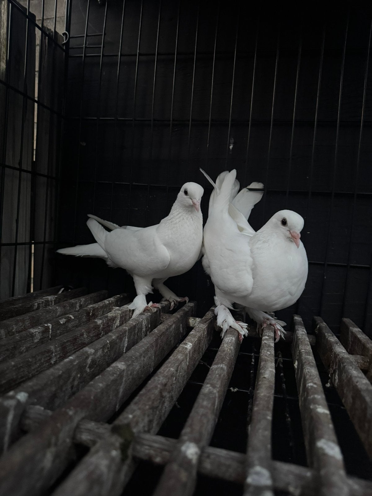 Takla duiven, Dieren en Toebehoren, Vogels | Duiven
