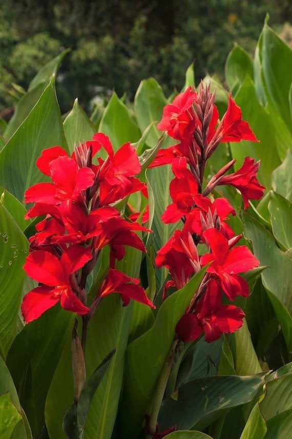 canna's in pot - 15€ voor de laatste 4 potten, Jardin & Terrasse, Enlèvement