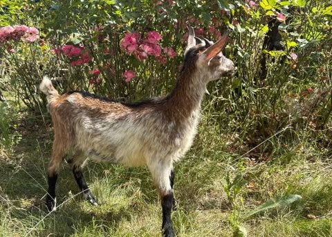 alpine melkgeiten bokjes te koop, Dieren en Toebehoren, Mannelijk, Geit, 0 tot 2 jaar